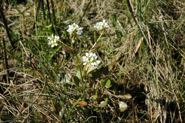 Cochlearia officinalis - Echt lepelblad
