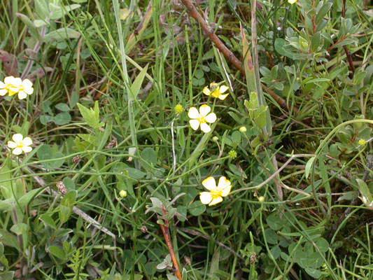 Ranunculus flammula - Egelboterbloem