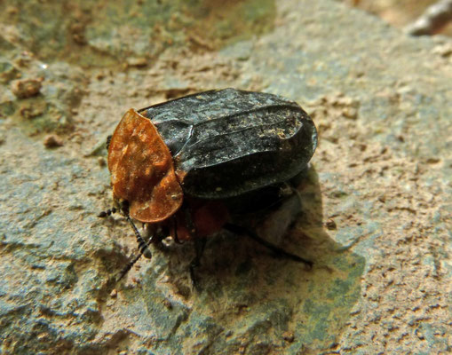 Oiceoptoma thoracicum (Oranje aaskever)
