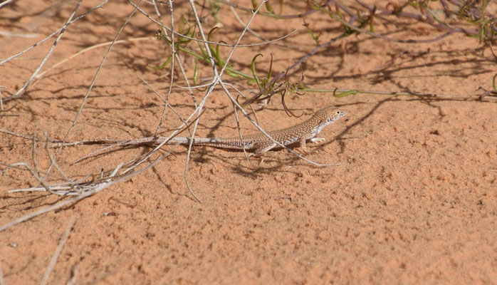 Acanthodactylus aegyptius