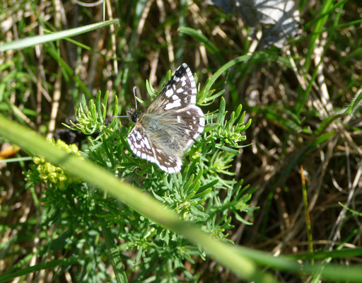 aarbeivlinder (Pyrgus malvae)