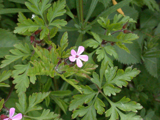 Geranium robertianum - Robertskruid