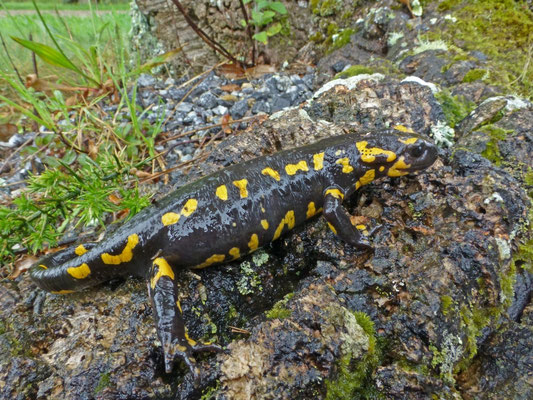 Salamandra salamandra gallaica