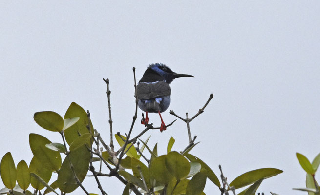 Red-legged Honeycreeper