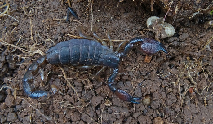 Euscorpio maurus fuscus