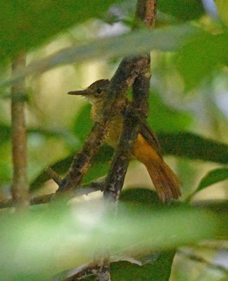Royal Flycatcher