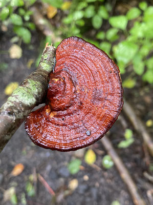 Daedaleopsis tricolor - Roodplaathoutzwam