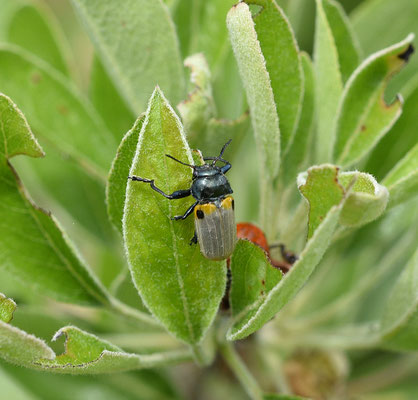Lachnaia sexpunctata