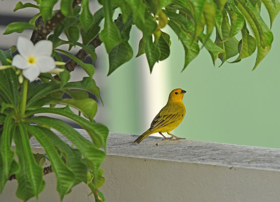 Saffron Finch