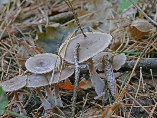 Clitocybe ditopus - Kleinsporige trechterzwam