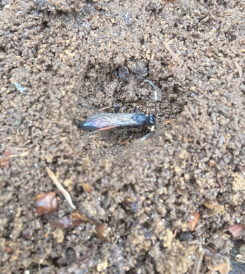 Drunense Duinen