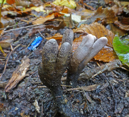 Xylaria longipes - Esdoornhoutknotszwam