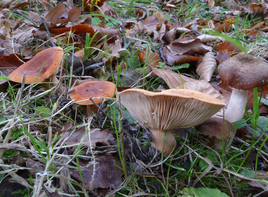 Lactarius subdulcis - Bitterzoete melkzwam