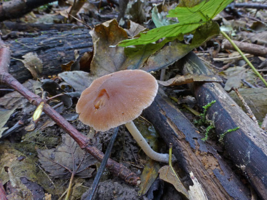 Psathyrella olympiana - kroontjesfranjehoed