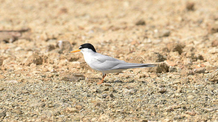 Least Tern