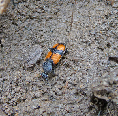 Panagaeus crux-major