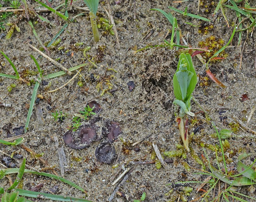Stromatinia rapulum - Salomonsstromabekertje