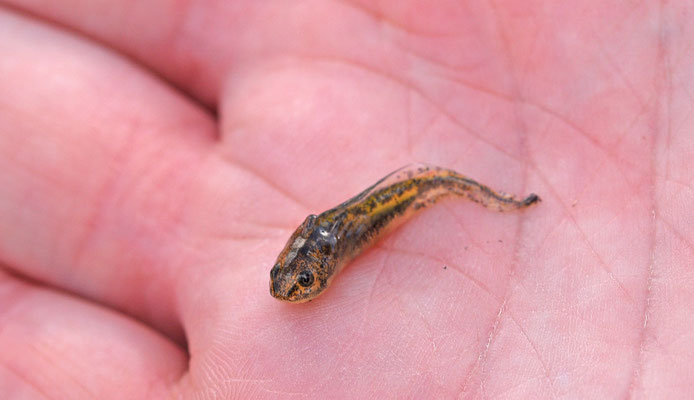 Larve van Ribbensalamander?