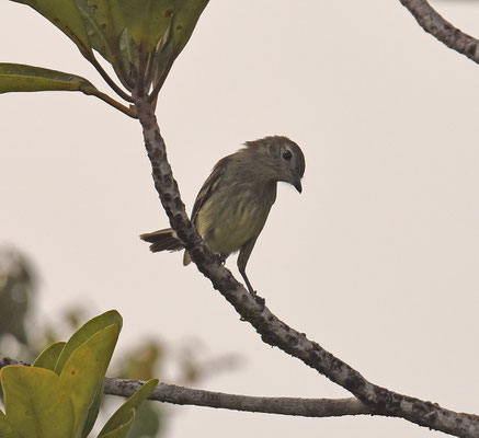 Rufous-crowned Elaenia