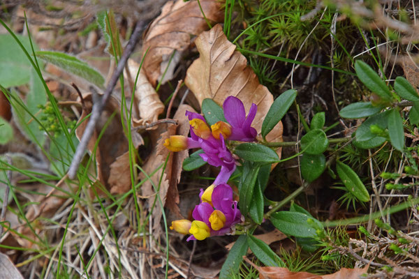 Polygala chamaebuxus