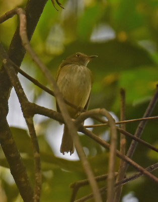 Helmeted Pygmy-Tyrant