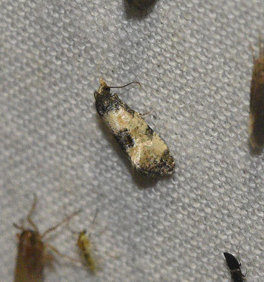 Cochylis dubitana - Blauwe distelbladroller