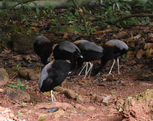 Gray-winged Trumpeter