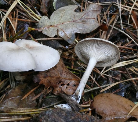 Clitocybe candicans - Kleine bosttrechterzwam