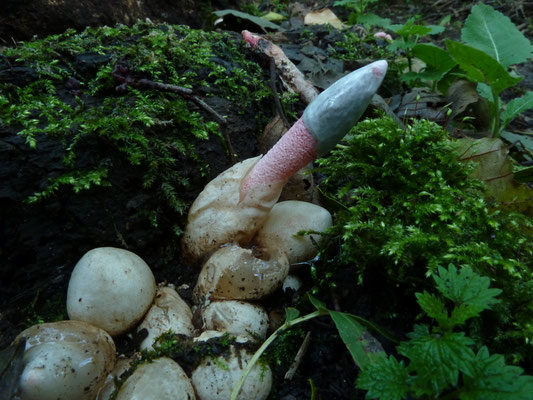 Mutinus ravenelii - Roze stinkzwam