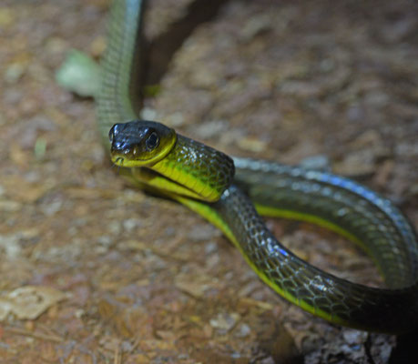 Chironius multiventris - Zweepstaartkielrugslang