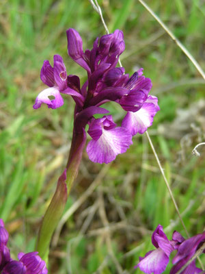 Anacamptis papilionacea - Vlinderorchis
