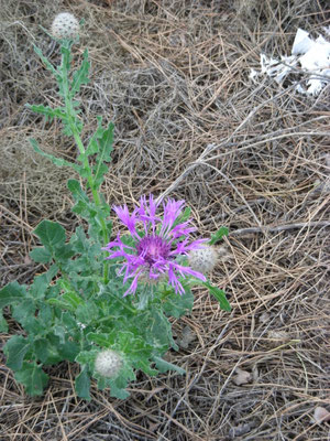 Centaurea pullata