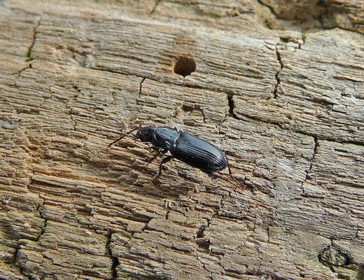 Pterostichus minor