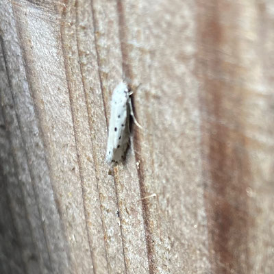 Ethmia terminella - Vierpuntzwartwitmot