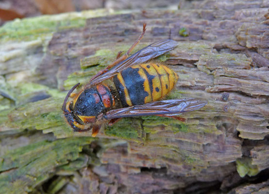Dolichovespula media - Middelste wesp