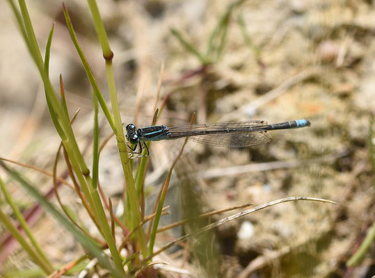 Tengere grasjuffer
