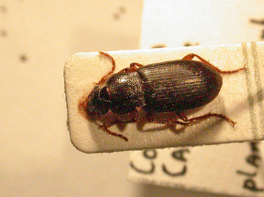 Ophonus rufibarbis - Gewone halmklimmer