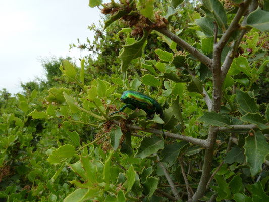 Cetonischema aeruginosa