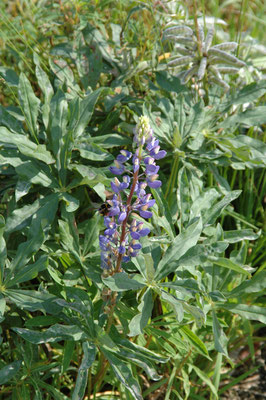 Lupinus polyphyllus  Vaste lupine