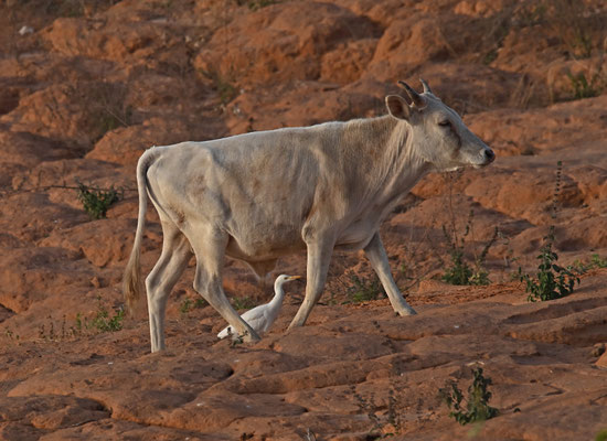 Bubulcus ibis - Cattle Egret