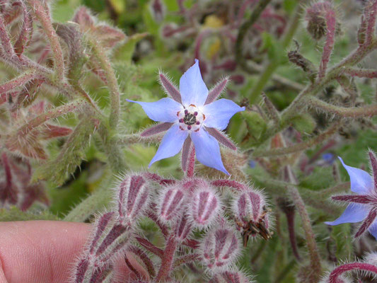 Borago officinalis - Bernagie