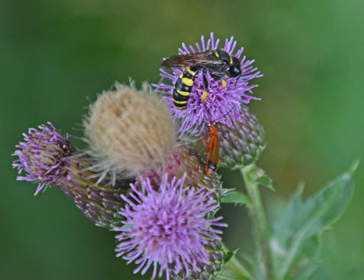 Crabro cribrarius - Grote zeefwesp