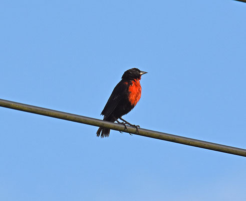 Red-breasted Meadowlark