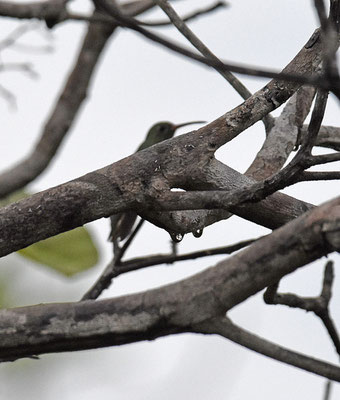 Green-tailed Goldenthroat