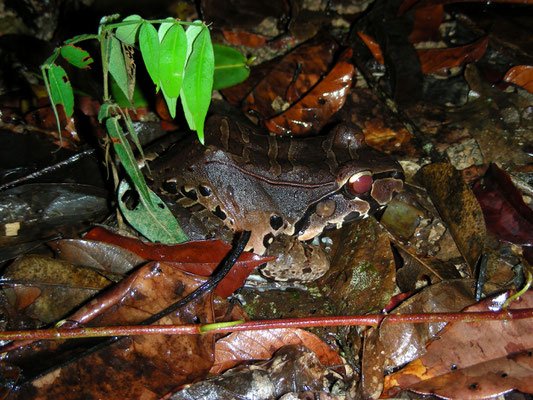 Leptodactylus pentadactylus - Smoky Jungle Frog, South American Bullfrog