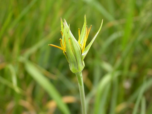 Tragopodon pratenis pratensis - Gele morgenster