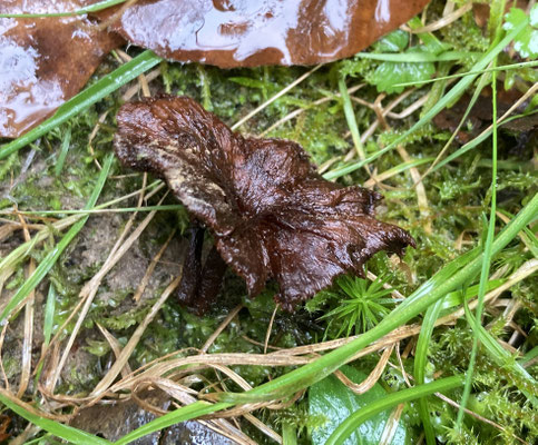 Coltricia cinnamomea - Zijdetolzwam