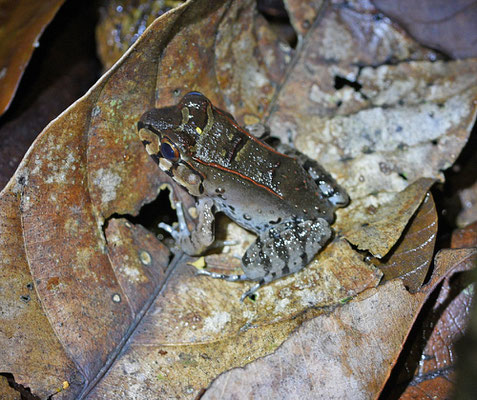 Leptodactylus knudseni