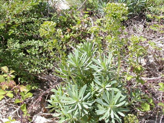 Euphorbia cyparissias - Cypreswolfsmelk