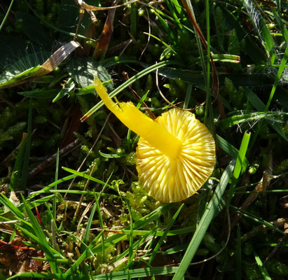 elfenwasplaat